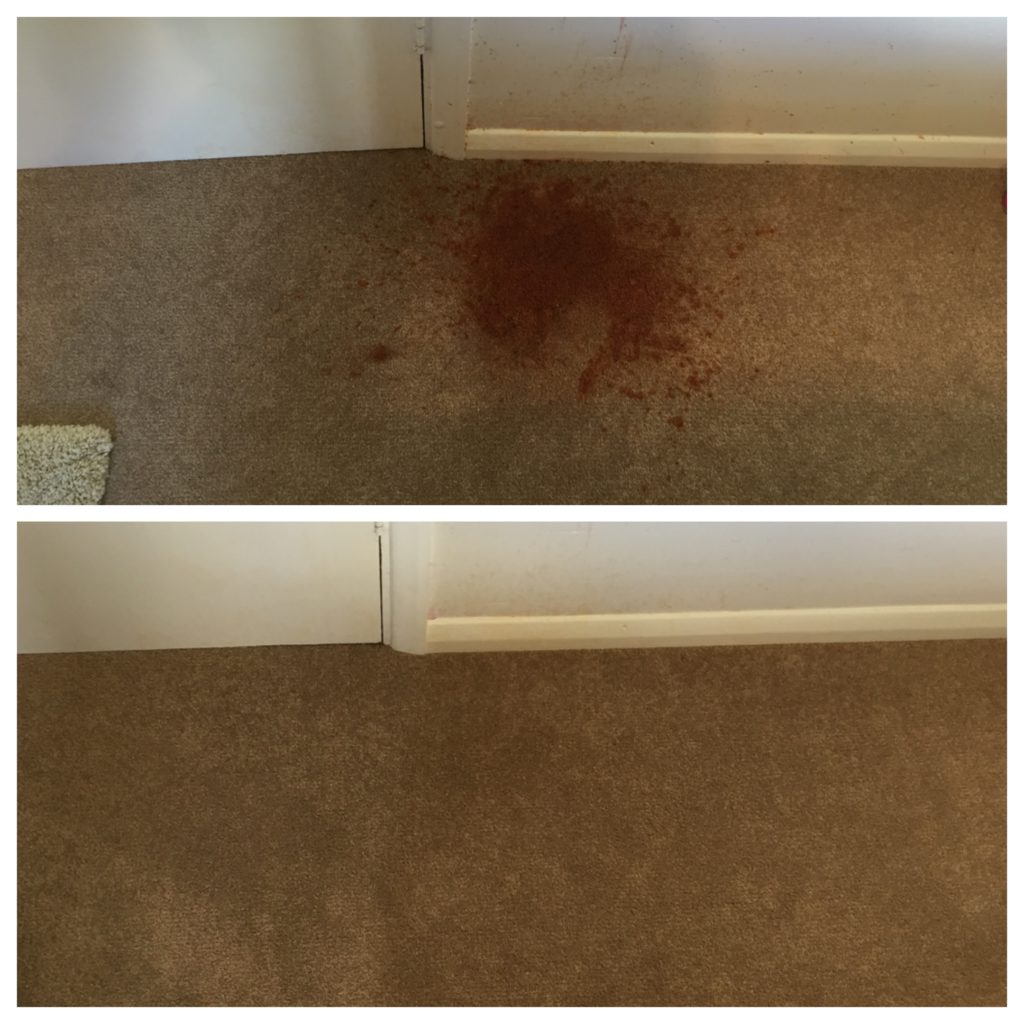 removed vomit from carpet