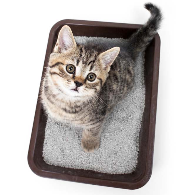 urine on carpet pet urine detection and treatment prosteamuk urine on carpet pet urine detection and treatment prosteamuk